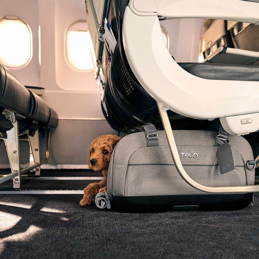 Pup in Dupree carrier under airplane seat